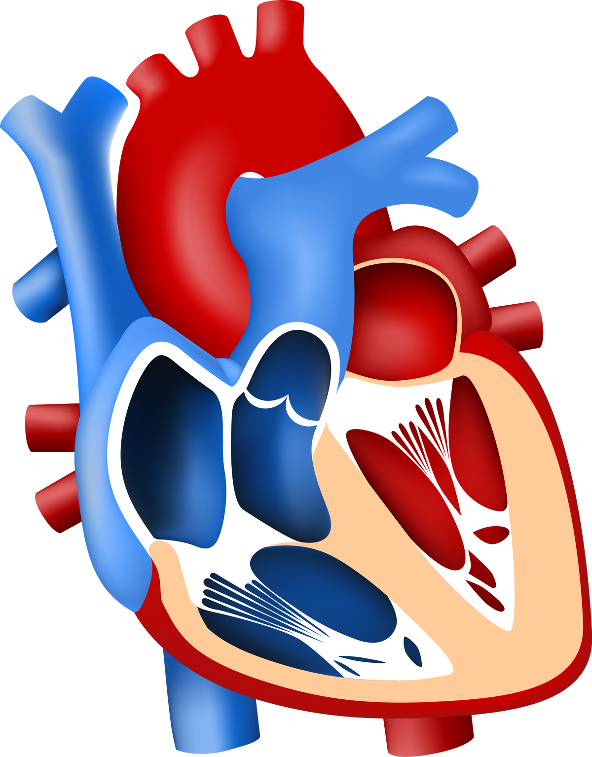 Human heart anatomy 3d model. Heart organ medicine.